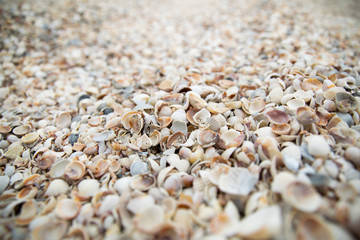 Seashells on the beach