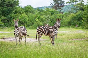 Obraz premium Plain Zebras
