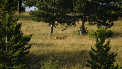 parco nazionale d'abruzzo