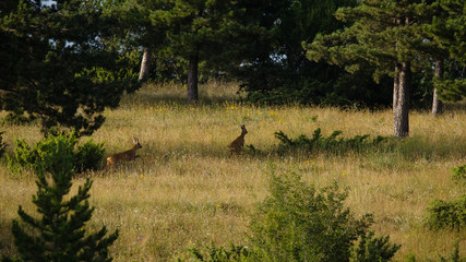 parco nazionale d'abruzzo