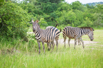 Fototapeta na wymiar Plain Zebras