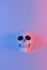 Pastel neon blue and pink light paint on plaster skull decorate with black flower
