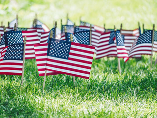 American flags on the grass