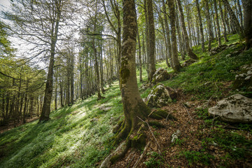 parco nazionale d'abruzzo