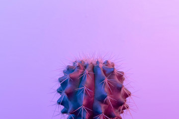 Pastel neon blue and pink light paint on cactus