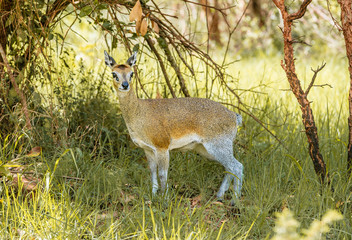Klipspringer