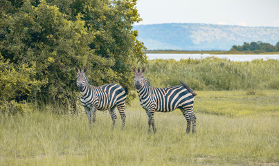 Naklejka premium Zebra