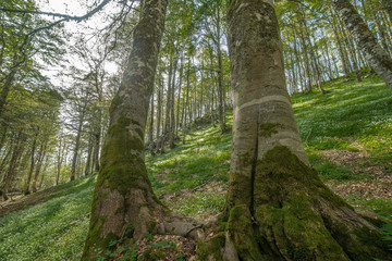 parco nazionale d'abruzzo