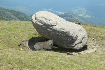 dog sitting in the shadow of a stone in the mountains