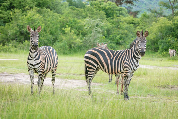 Fototapeta na wymiar Plain Zebra