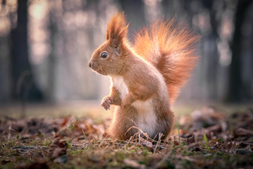 Dancing Squirrel - 245372855