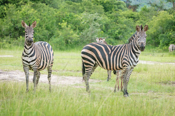 Plain Zebra