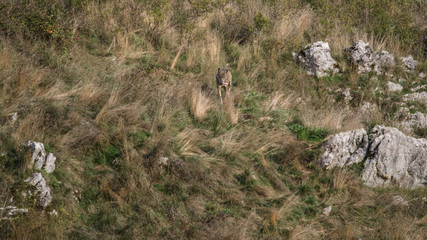 Fototapeta na wymiar parco nazionale d'abruzzo