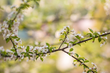 branch in spring bloom flowers 
