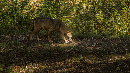 parco nazionale d'abruzzo