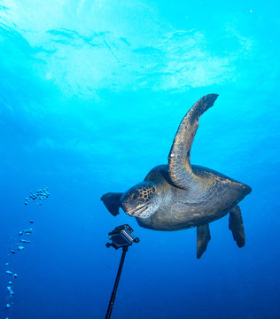 Turtle and underwater camera.