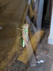 African Grasshopper on Glass