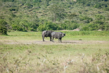 Africa Buffalos