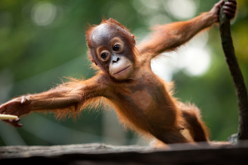 Baby Orang-utan stretching over branch