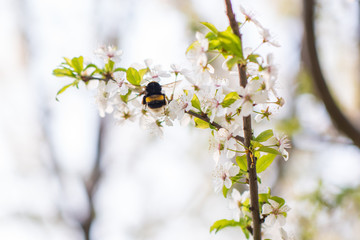 bumble bee on a branch of string flower blossom 