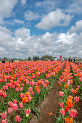 Fototapeta na wymiar Colorful Tulips