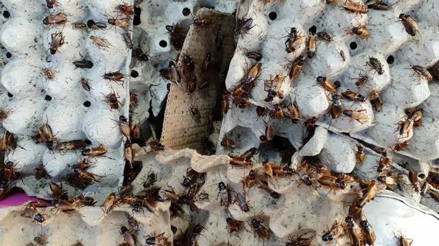 crickets in industrial farm 
