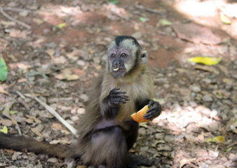 Monkey sitting on the floor eating fruit.
