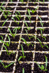 Seedlings in sprout in trays prior to being planted in the fields