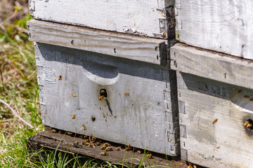 Bees entering the hive