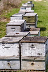A line of beehives in the field near the blueberry patch and orange grove