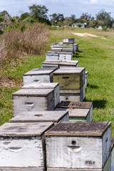 A line of beehives in the field near the blueberry patch and orange grove