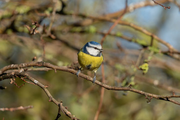 Blue Tit