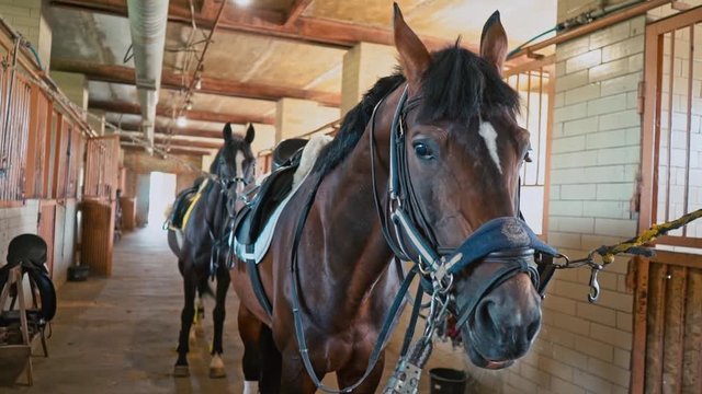 Brown horse stands in the stable. Horse in gear before the competition. Preparation for horse riding. Horse breeding. Farm. Horseman. Rider, equestrian, jockey