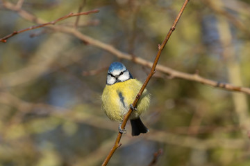 Blue Tit