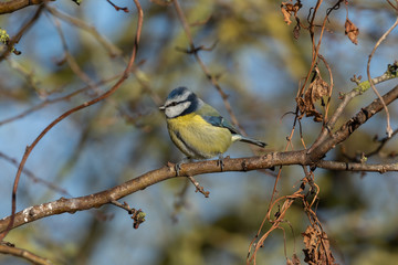 Blue Tit