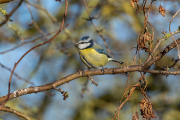 Blue Tit