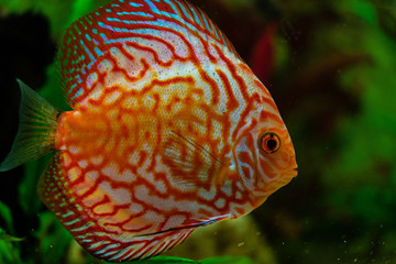 orange discus fish