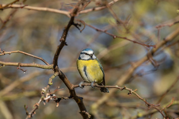 Blue Tit
