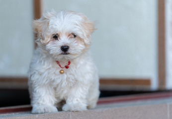 small white dog