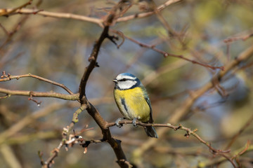 Blue Tit