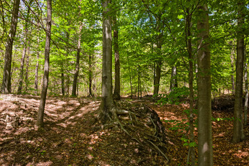Panoramic view of a forest in its spring appearance.