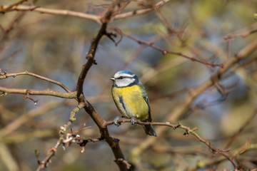 Blue Tit