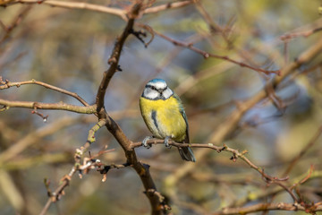 Blue Tit