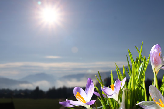 Veilchen vor sch&ouml;ner Bergkulisse