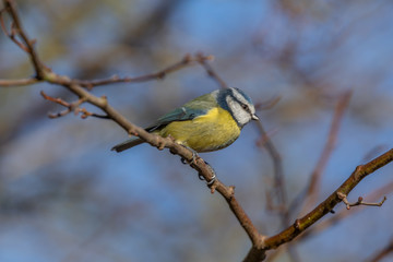 Obraz premium Blue Tit