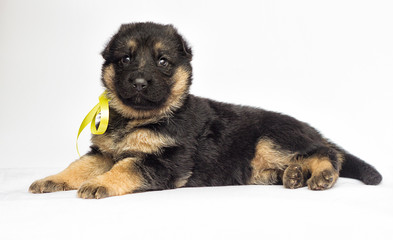 little puppy on a white background