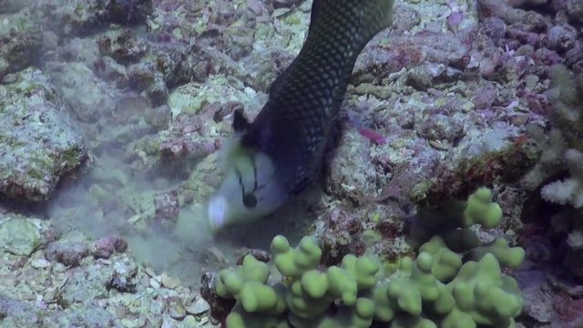 Rockmover Wrasse moving rock