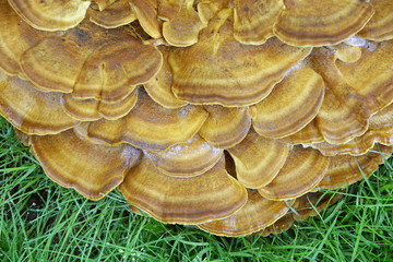 Pilz,Baumpilz,Schmetterlings-Tramete