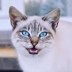 White Cat, White Walker