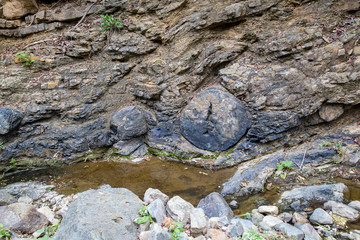Fossilized trunks